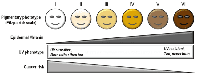 640px Influence of pigmentation on skin cancer risk
